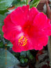 6 august 2013-flori 067