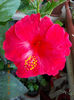 6 august 2013-flori 069