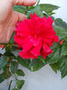 6 august 2013-flori 070