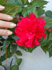 6 august 2013-flori 073