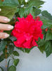 6 august 2013-flori 075