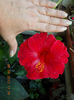 6 august 2013-flori 078