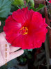 6 august 2013-flori 081