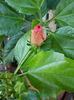 6 august 2013-flori 126