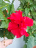 6 august 2013-flori 129