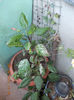 6 august 2013-flori 144