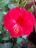 6 august 2013-flori 168