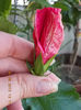 6 august 2013-flori 171