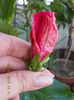 6 august 2013-flori 173