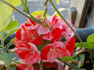 6 august 2013-flori 028