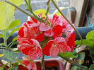 6 august 2013-flori 029