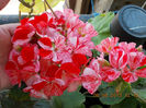 6 august 2013-flori 177