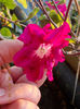 6 august 2013-flori 057