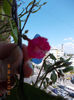 6 august 2013-flori 191