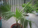 washingtonia filifera 3