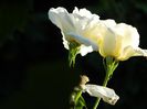 DSCN9055