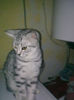 British Shorthair odin