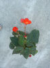 Begonia rosie