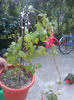 Fucsia