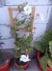 Dipladenia roz