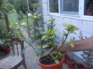 Gardenia cu boboci