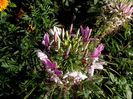 cleoma spinosas
