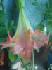 DSCN4806