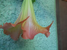 DSCN4807