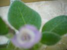 Fimbriata Blue Heaven