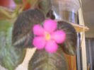 Cupreata Metalica