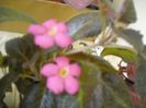 Pinkiscia