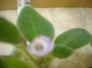 Fimbriata Blue Heaven