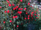 Ipomoea multifida (Raf.) Shinners