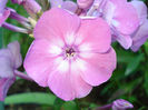P. pan. Flame Pink Eye