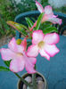 adenium