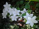 campanula