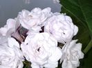 floare clero