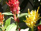 astilbe