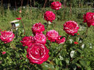 DSCF0939