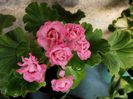 australian pink rosebud 05
