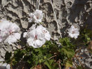 DSCF0993