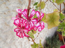 DSCF0992