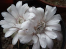 DSCF1083