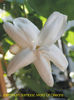 Jasminum Sambac Maid Of Orleans
