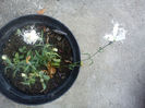 Dianthus Dancing Geisa
