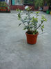 Gardenia