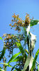 sorghum gigant