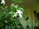 Jasmin