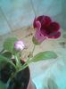 Fotogr.0773