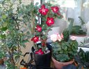 adenium